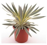 Yucca gloriosa Citrus - pot Ø 26 cm