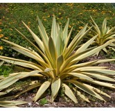 Yucca gloriosa Citrus - pot Ø 26 cm