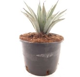 Agave macroacantha Blue - pot Ø 22 cm