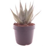 Agave neomexicana - pot Ø 22 cm