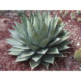 Agave neomexicana - pot Ø 22 cm