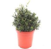 Jasminum glaucum - pot Ø 25 cm