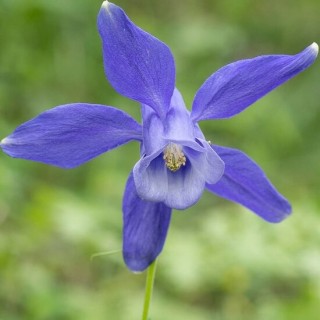 Aquilegia alpina - pot 8 x 8 cm