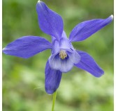 Aquilegia alpina - pot 8 x 8 cm