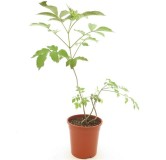 Sambucus nigra Chocolate Marzipan - pot Ø 21 cm