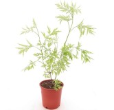 Sambucus nigra Golden Tower - pot Ø 21 cm