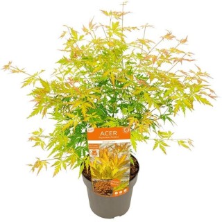 Acer palmatum Orange Lace - 3 ltr