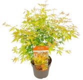 Acer palmatum Orange Lace - 3 ltr