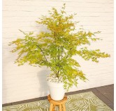 Acer palmatum Orange Lace - 3 ltr