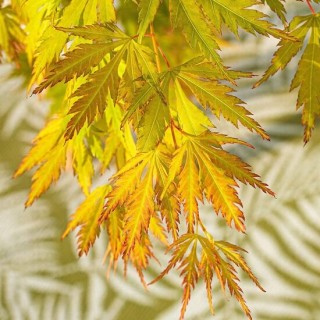 Acer palmatum Orange Lace - 3 ltr