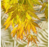 Acer palmatum Orange Lace - 3 ltr