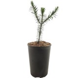 Araucaria araucana - pot 2 ltr