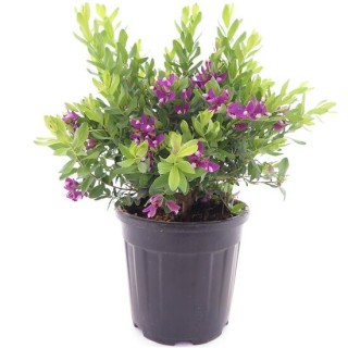 Polygala myrtifolia - pot Ø 26 cm
