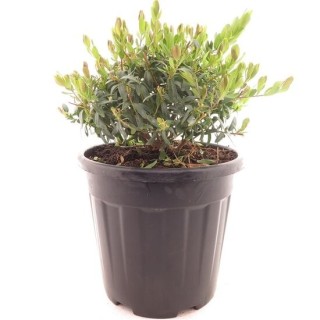 Polygala myrtifolia - pot Ø 26 cm