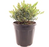 Polygala myrtifolia - pot Ø 26 cm
