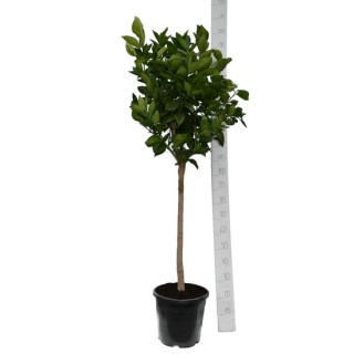 Citrus sinensis - hauteur totale 160-200 cm - pot Ø 35 cm