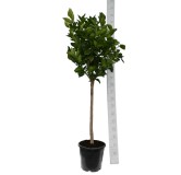 Citrus sinensis - hauteur totale 160-200 cm - pot Ø 35 cm