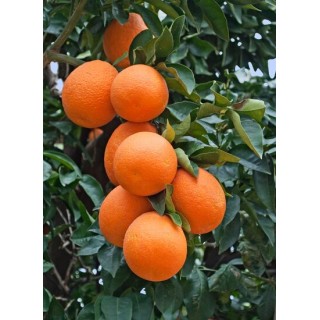 Citrus sinensis - hauteur totale 160-200 cm - pot Ø 35 cm