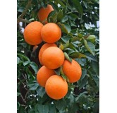 Citrus sinensis - hauteur totale 160-200 cm - pot Ø 35 cm