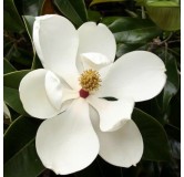 Magnolia grandiflora Gallisoniensis - pot Ø 26 cm