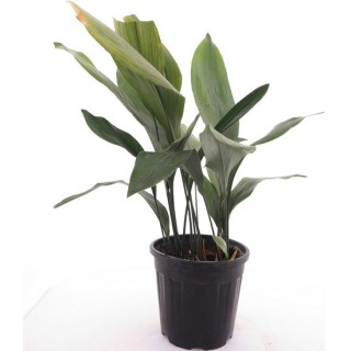 Aspidistra elatior - pot Ø 26 cm