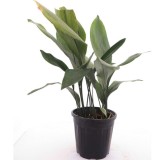 Aspidistra elatior - pot Ø 26 cm