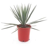 Yucca rigida - pot Ø 21 cm