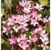 Rhaphiolepsis indica Springtime - pot Ø 26 cm