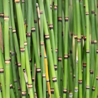 Equisetum japonicum - pot Ø 23 cm