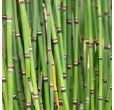 Equisetum japonicum - pot Ø 23 cm