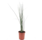 Equisetum japonicum - pot Ø 23 cm