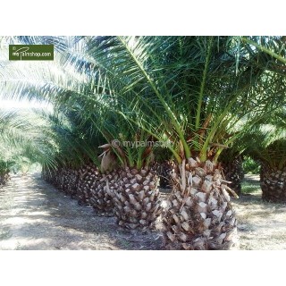 Phoenix canariensis - hauteur totale 100-140 cm - pot Ø 28 cm