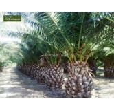 Phoenix canariensis - hauteur totale 100-140 cm - pot Ø 28 cm