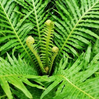 Blechnum gibbum Silver Lady Singletrunk - pot Ø 23 cm