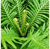 Blechnum gibbum Silver Lady Singletrunk - pot Ø 23 cm