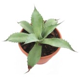 Agave ovatifolia - pot Ø 23 cm