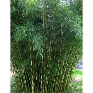 Fargesia robusta Campbell - hauteur totale 60+ cm - pot 2 ltr