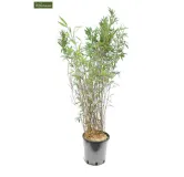 Fargesia Winter Joy - hauteur totale 120-150 cm - pot 10 ltr