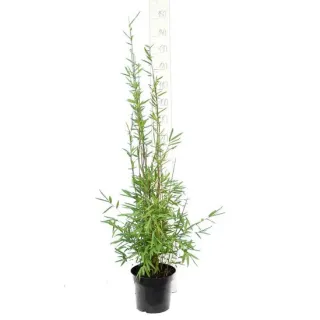 Fargesia nitida Black Pearl - hauteur totale 100-120 cm - pot 5 ltr