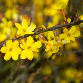 Jasminum nudiflorum 2 ltr