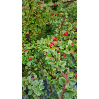 Cotoneaster horizontalis / CotonÃ©aster horizontal