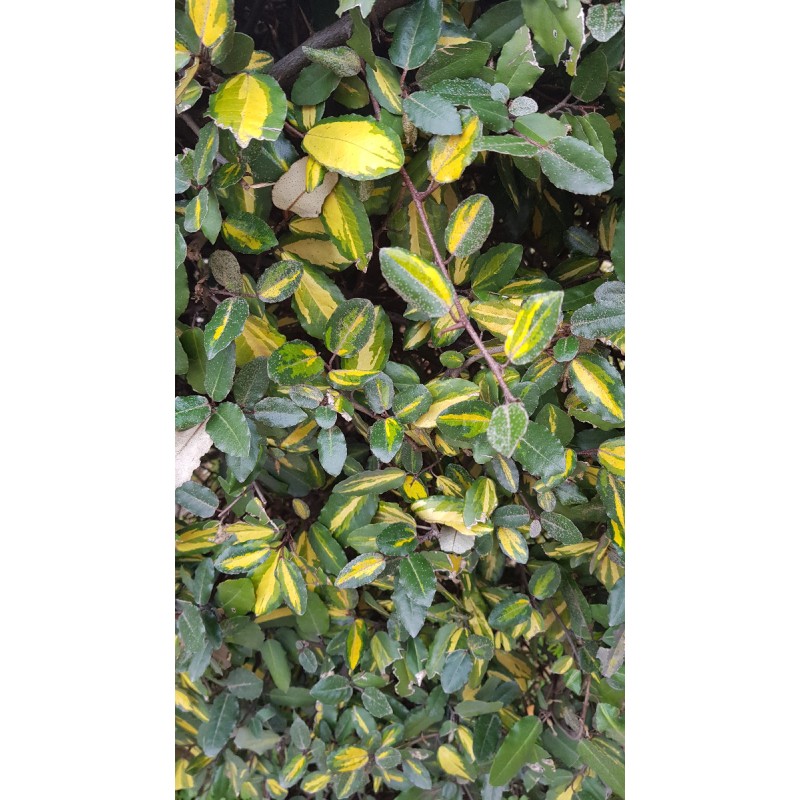 Elaeagnus pungens 'Maculata aurea' / Chalef panachÃ©