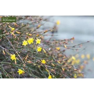 Jasminum nudiflorum 2 ltr