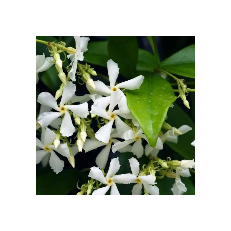 Trachelospermum jasminoides - pot 3 ltr