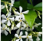 Trachelospermum jasminoides - pot 3 ltr