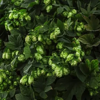 Humulus lupulus - hauteur totale 20-40 cm - pot 2 ltr