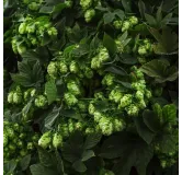 Humulus lupulus - hauteur totale 20-40 cm - pot 2 ltr