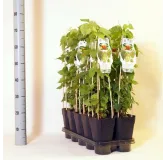 Humulus lupulus - hauteur totale 20-40 cm - pot 2 ltr