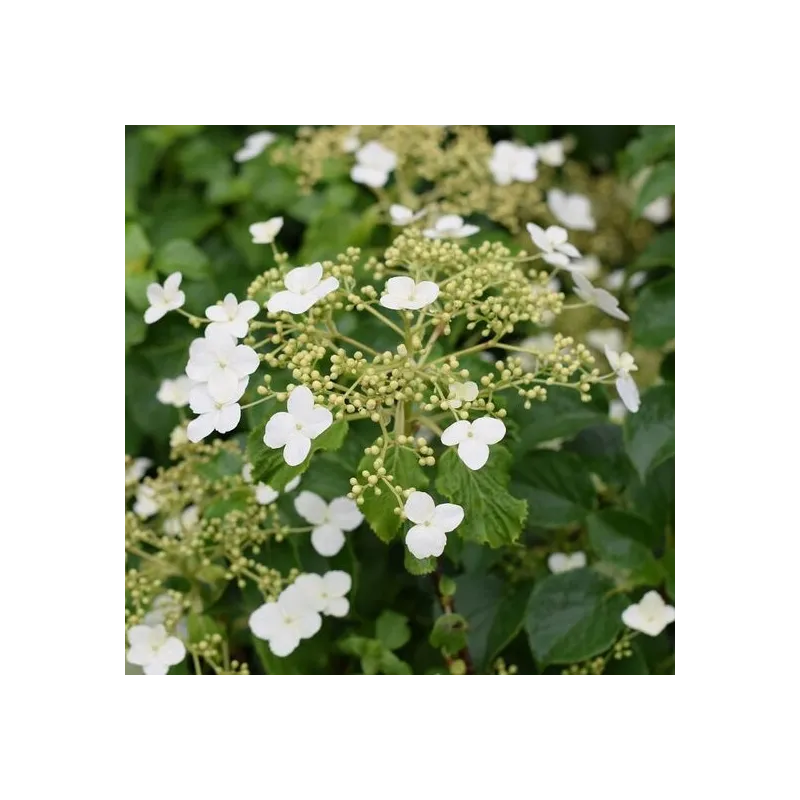 Hydrangea anomala var. petiolaris 2 ltr