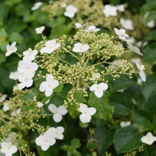 Hydrangea anomala var. petiolaris 2 ltr